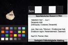 Foto (Objket + Etiketten) von Brachyura indet. 